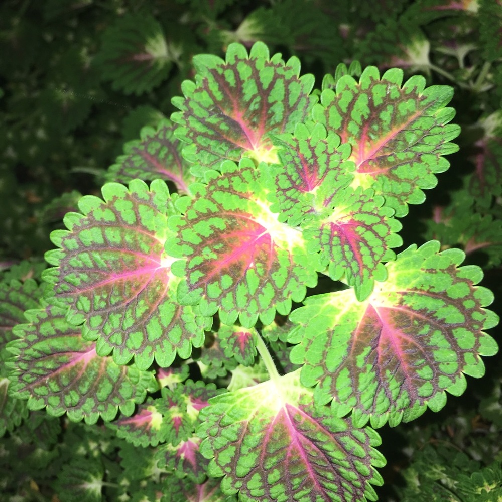 Meet your Posher, Talya